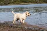LABRADOR 181